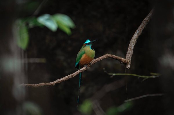 Is It Possible to Train a Cat to Walk on a Leash in an Urban Environment?